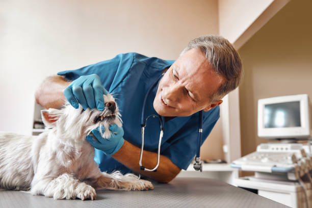 Best Weekend Emergency Dentist in Steilacoom, WA